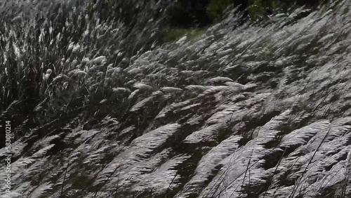 Tall white grass swaying in wind. Conveys a mood of purity, serenity, tenderness, love and heavenliness. 
Taken in 60 fps, can be edited for slow motion. 