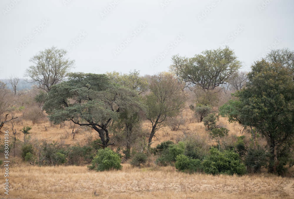 African Safari Landscape Trees