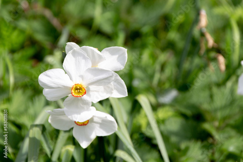 Three isolated white daffodil flowers on a blurred green background