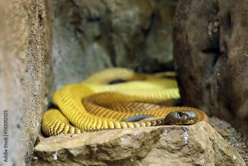 The Arabian cobra (Naja arabica) lying on a stone. Portrait of a very dangerous snake from the Arabian Peninsula. photo