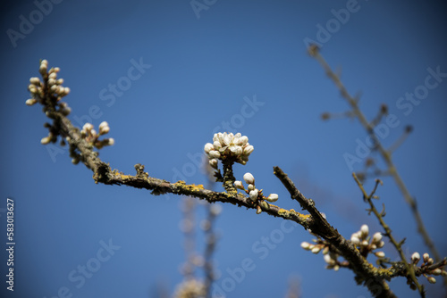 Photographie d'une fleur d'épine noire ou prunellier au printemps. photo