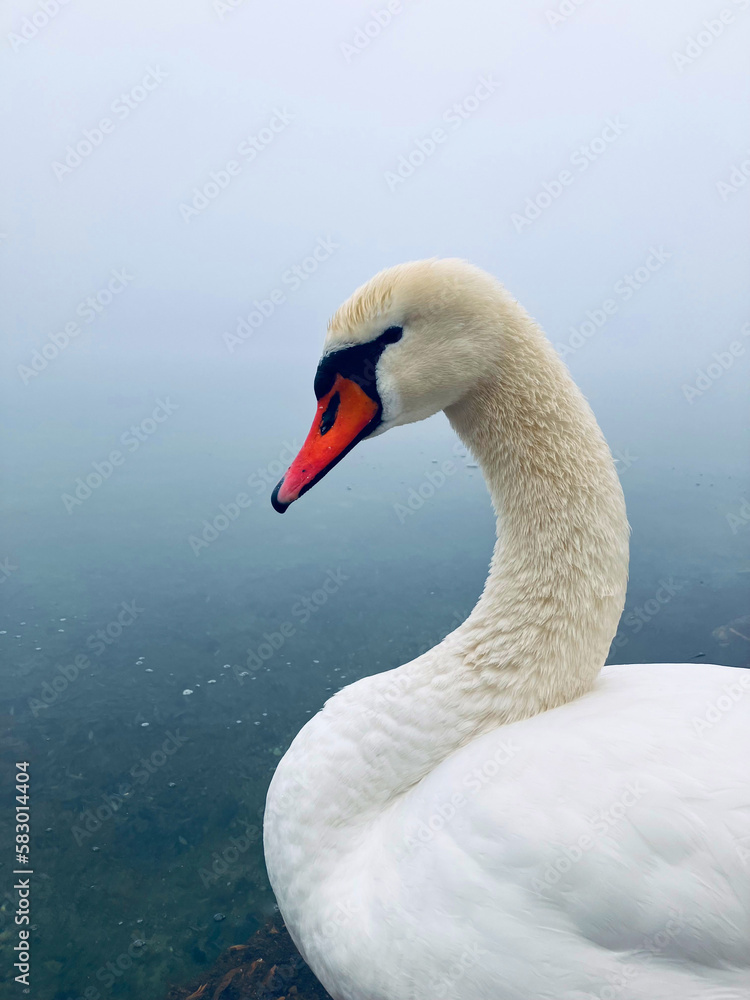 Fototapeta premium swan on the water