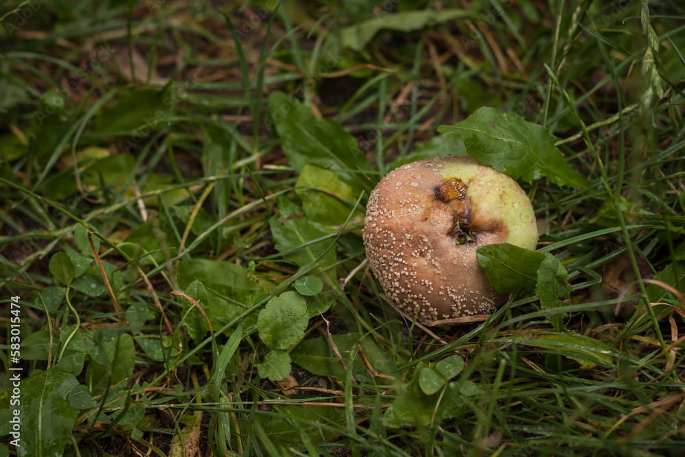 A rotten apple on the grass. Close-up. DOF A rotten apple on the grass. Close-up. DOF