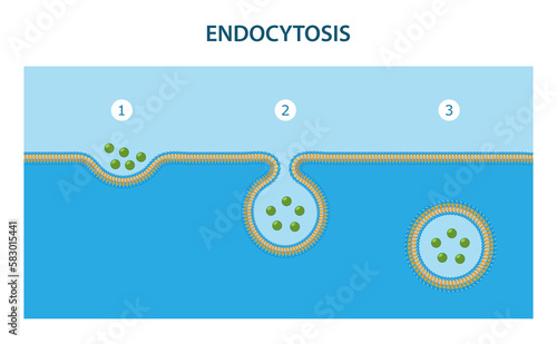 Endocytosis is the process in which substances are brought into the cell. photo