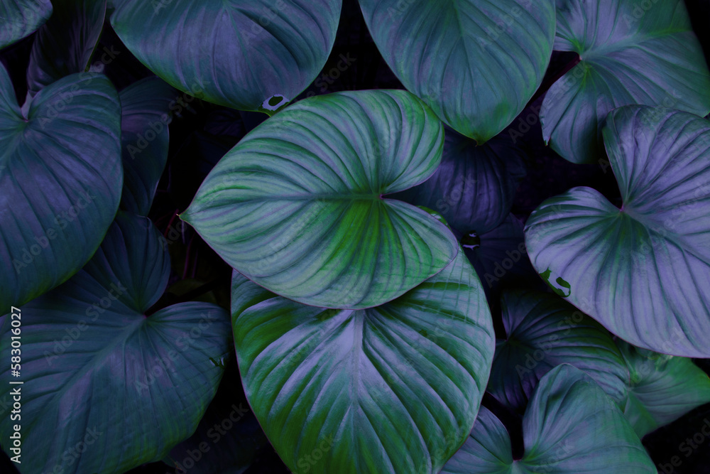 Dark green tropical leaf group. Green Alocasia cucullata [Chinese Taro Plant] in a garden