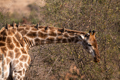African Red-billed Oxpecker perched on Giraffe neck in safari Africa Kruger National Park photo