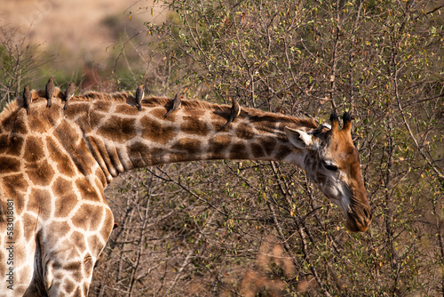 Schilderij op canvas African Red-billed Oxpecker perched on Giraffe neck in safari Africa Kruger Nati