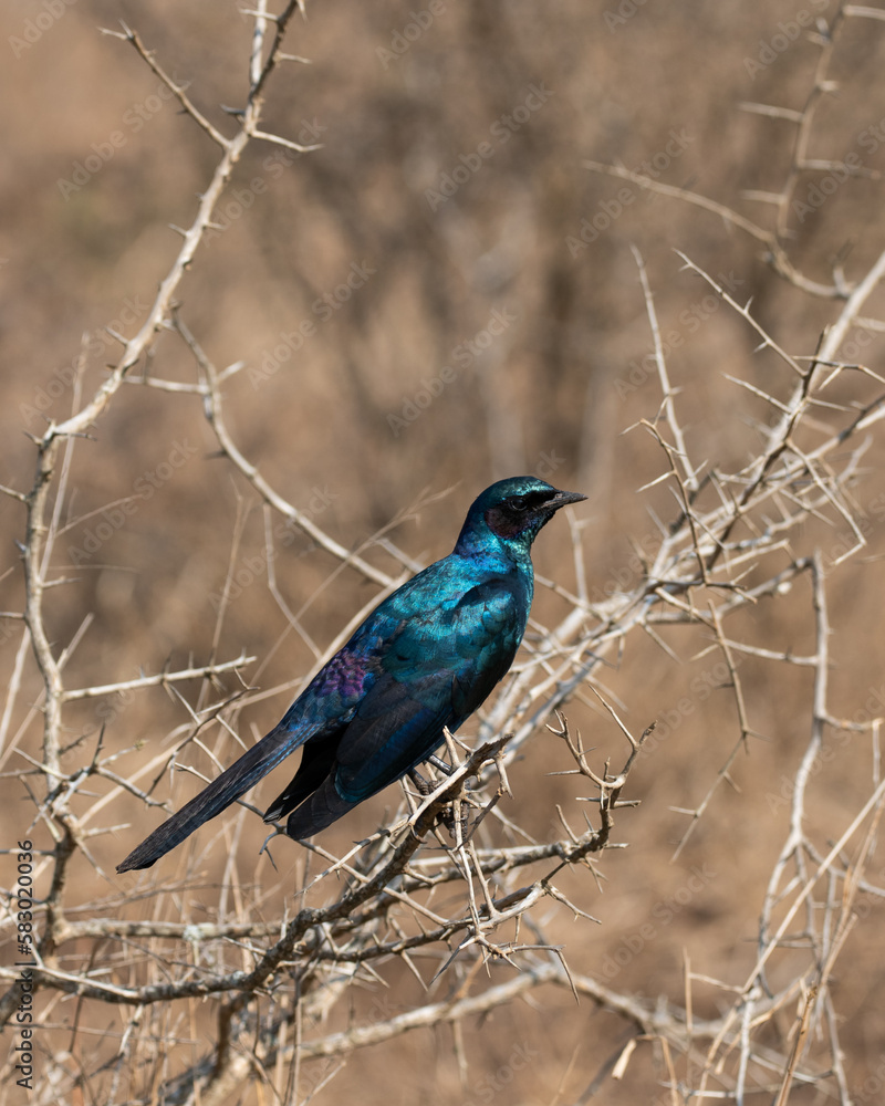 African Burchell's Starling in Safari Blue bird perched in Savanna