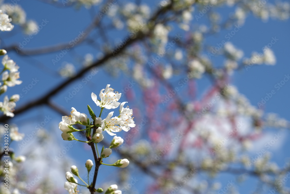 白いスモモの花