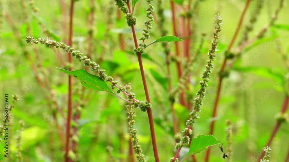 Thorny Amaranthus (Amaranthus spinosus, spiny amaranth, spiny pigweed, prickly amaranth, thorny amaranth) with natural background