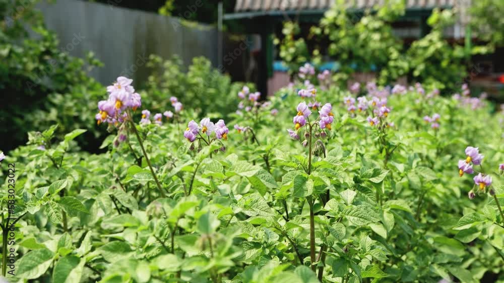 Flowering potato plant with purple flowers. Summer harvest, potato tops. Flowering potato plant with purple flowers. Summer harvest, potato tops.