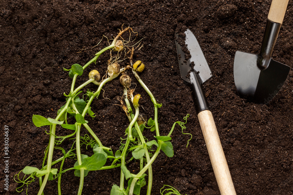 Pea sprouts and garden tools on the soil. Pea sprouts and garden tools on the soil.