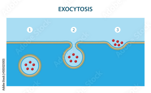 Exocytosis is the process by which substances are removed from the cell.