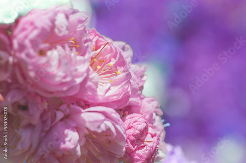 Big pink of amygdalus flowers on a lilac background. Blurred focus and close-up