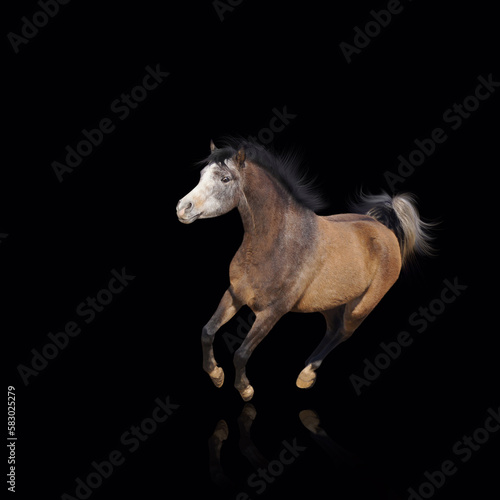 Gallop running horse on black background