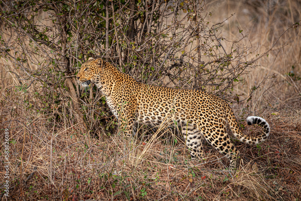 Obraz premium African leopard background