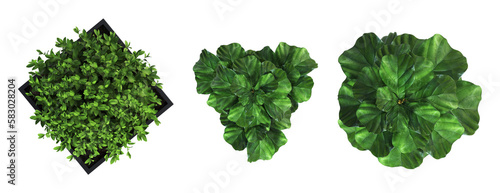 decorative flowers and plants for the interior, top view, isolated on transparent background, 3D illustration, cg render