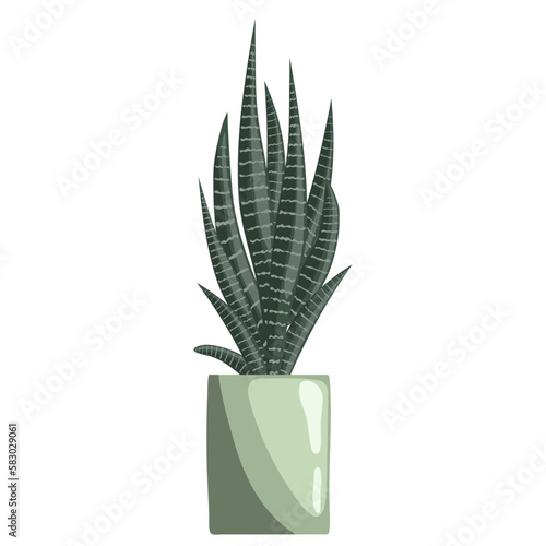 Haworthia or zebra cactus in ceramic pot on white background. Succulent