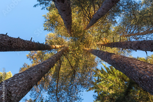 Bottom view of tall pine trees in evergreen forest, blue sky background