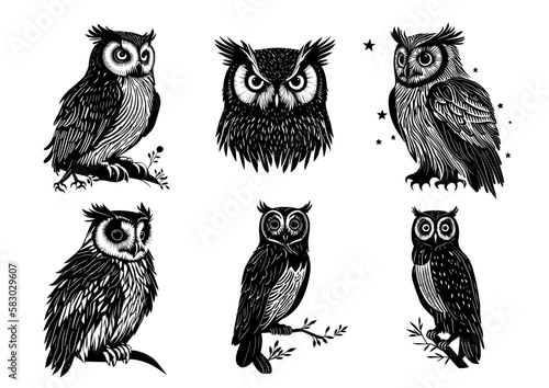Set of owl photo