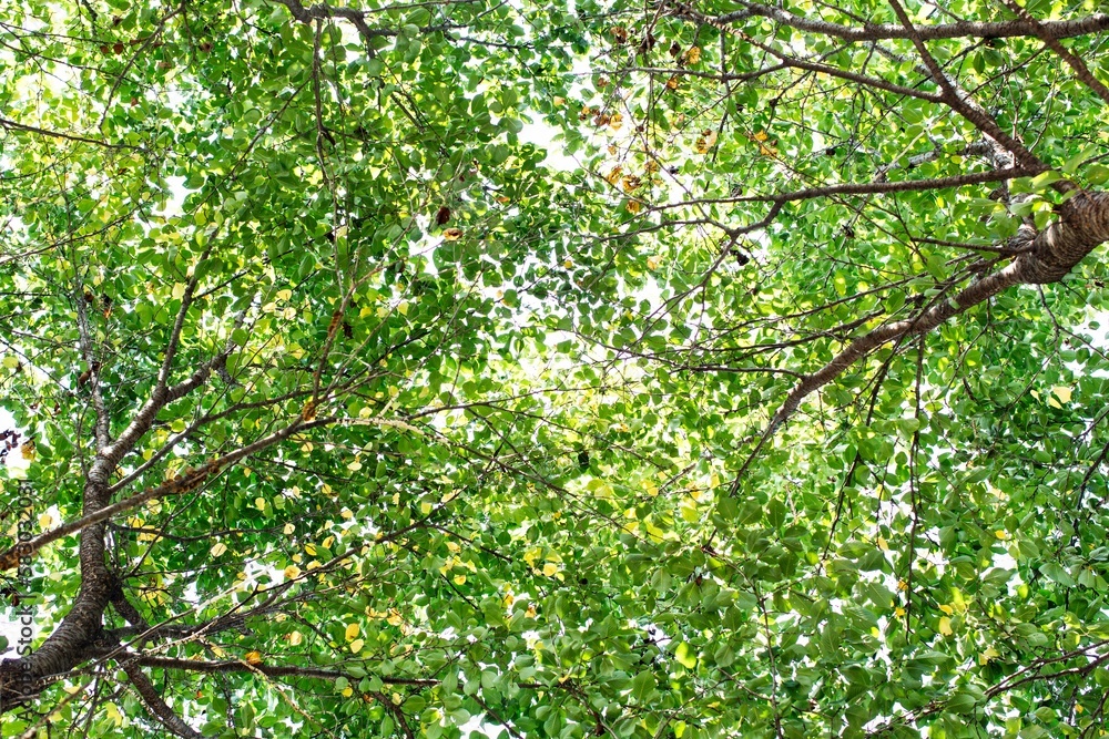 Healthy green trees in a in wilderness of a national park. Sustainable industry, ecosystem and healthy environment concepts and background. Healthy green trees in a in wilderness of a national park. Sustainable industry, ecosystem and healthy environment concepts and background.
