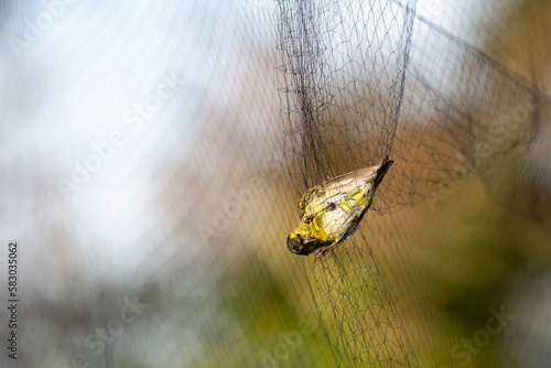The Eurasian siskin (Spinus spinus) is a small passerine bird in the finch family Fringillidae. Bird caught in a mist net for scientific bird ringing. Diffused background with copy space.