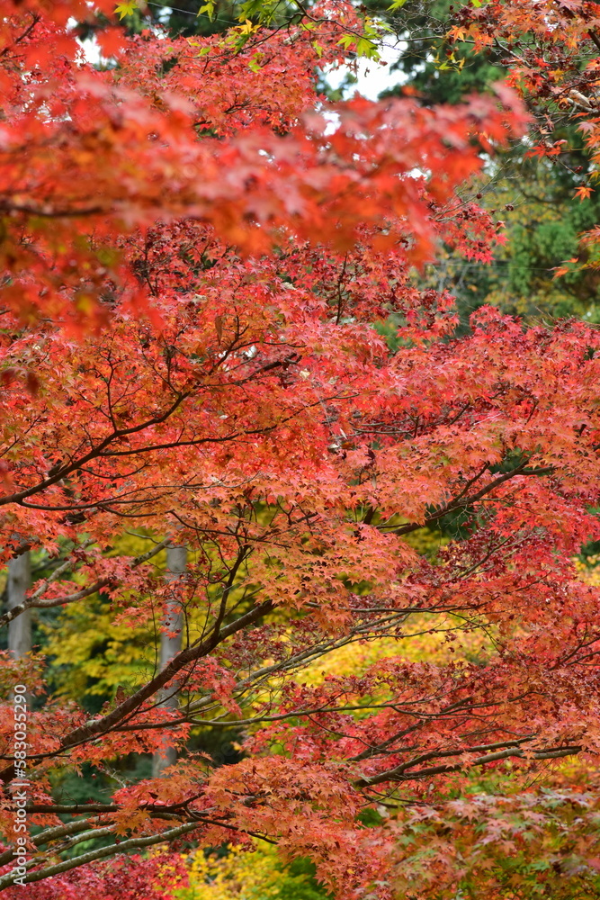 Autumn in Ibaraki