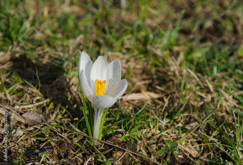 Close up of a rare species of white crocus in mountain