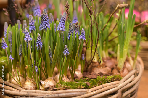 Spring. Muscari spring flowers in a flower pot.