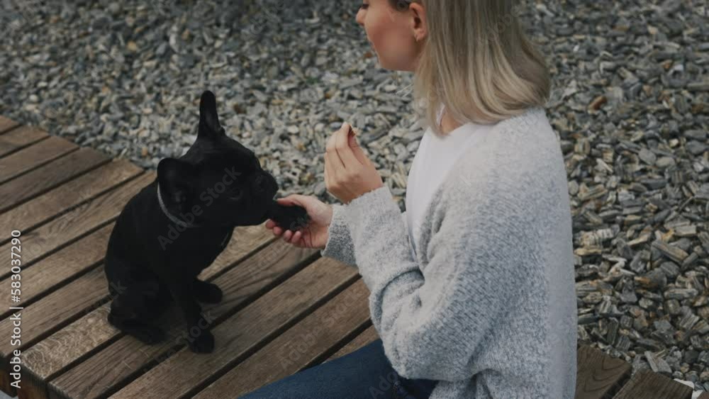 Professional Handler Playing with French Bulldog Puppy in the Park, Woman Animal Trainer Exercising Domestic Animal. French Bulldog Giving Paws. People and Dogs Friendship Concept Professional Handler Playing with French Bulldog Puppy in the Park, Woman Animal Trainer Exercising Domestic Animal. French Bulldog Giving Paws. People and Dogs Friendship Concept
