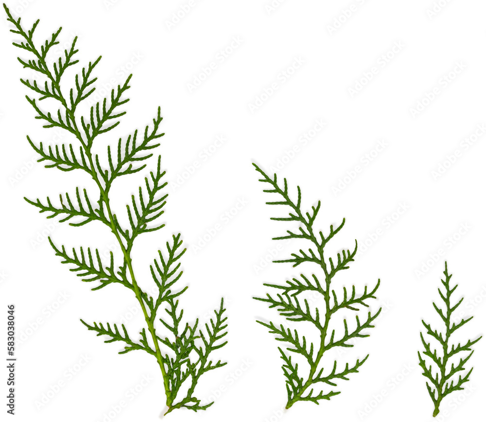 cypress  isolated on transparent or white background, png, mockup
