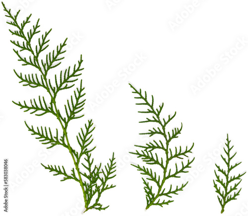 cypress  isolated on transparent or white background  png  mockup