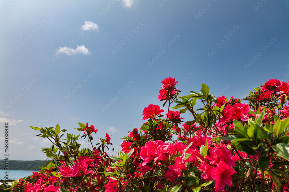 沖縄で咲く赤色のつつじの花と青空と海