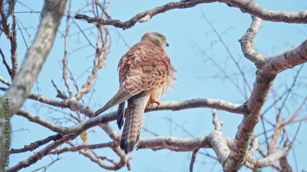 female Lesser kestrel (Falco naumanni) perching on a tree female Lesser kestrel (Falco naumanni) perching on a tree