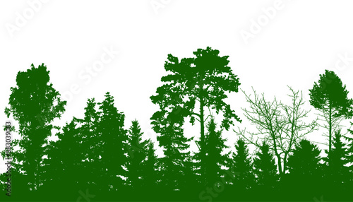 Beautiful forest, silhouette of firs, pines and different deciduous trees. Vector illustration.