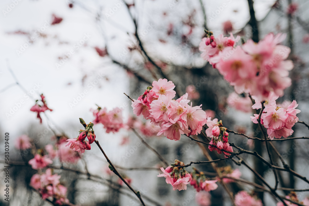 Beautiful pink blossom tree in spring time Beautiful pink blossom tree in spring time