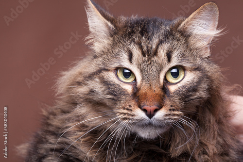 Beautiful main coon cat breed on brown background in studio photo. Fluffy pet