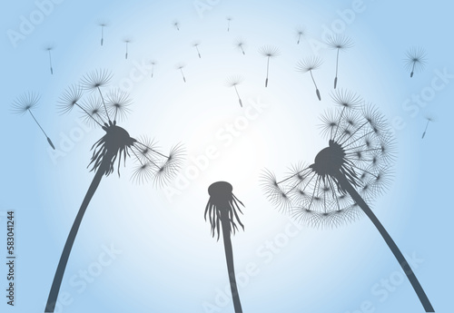 Fototapeta Naklejka Na Ścianę i Meble -  Late Summer and Flying Seeds. Dandelion flower on blue sky. Vector outline illustration.