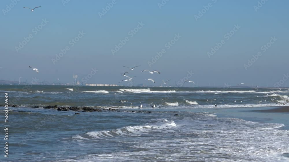 Flock Of Sea Birds Over Ouddorp Beach With Rough Waves And Maasvlakte At Background In South Holland, Netherlands. Wide Shot
Flock Of Sea Birds Over Ouddorp Beach With Rough Waves And Maasvlakte At Background In South Holland, Netherlands. Wide Shot