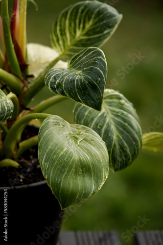 green climbing plant after rain, houseplant, drops on leaves, green background
