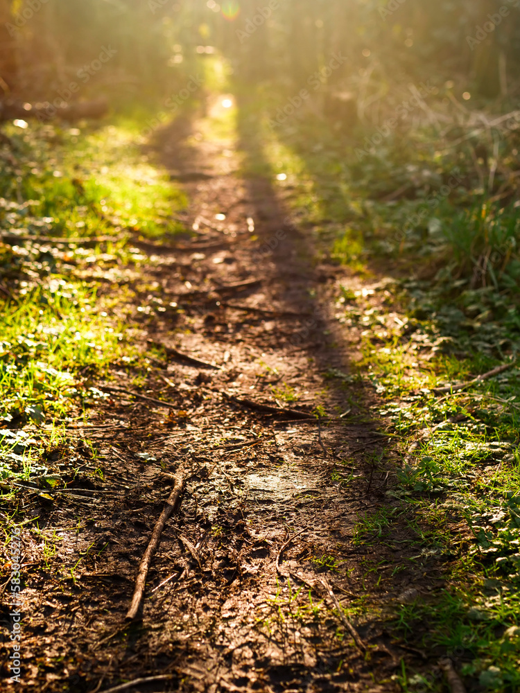 Fototapeta premium Small foot path in a forest path. Selective focus, Sun glow in the background. Warm and light mood. Day outdoor concept. Enjoy nature theme.