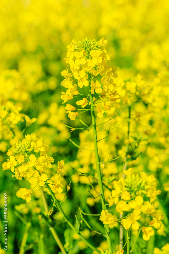 Beautiful rape flowers bloom in spring