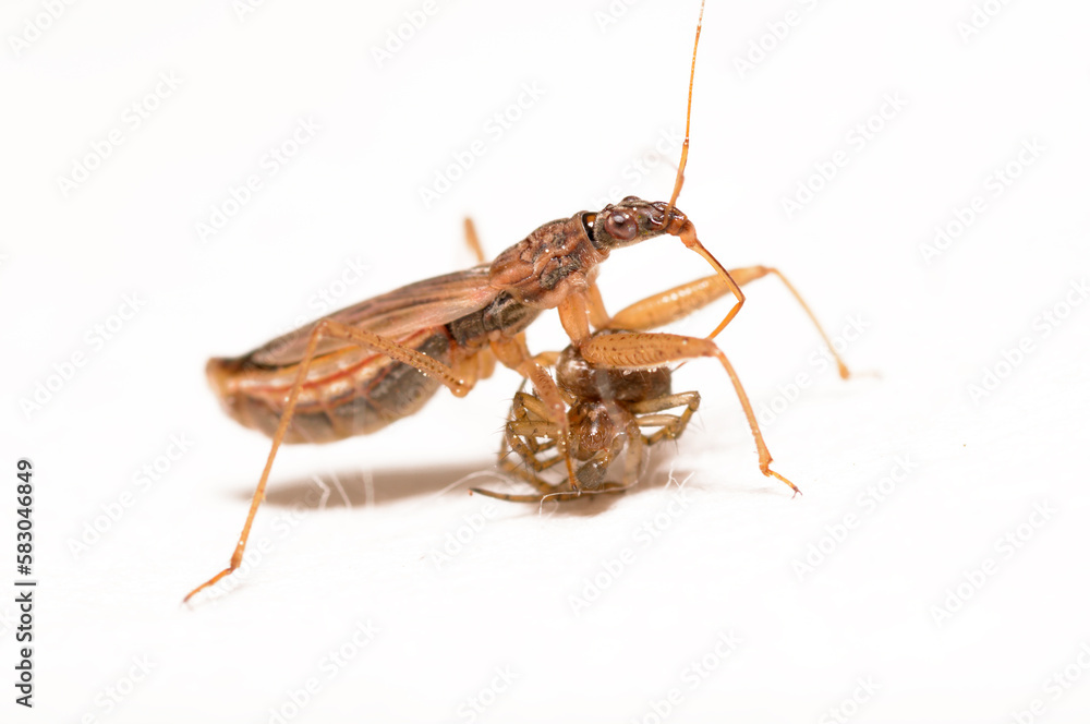 Damsel bug, Nabis, sucking the spider out on white background Damsel bug, Nabis, sucking the spider out on white background