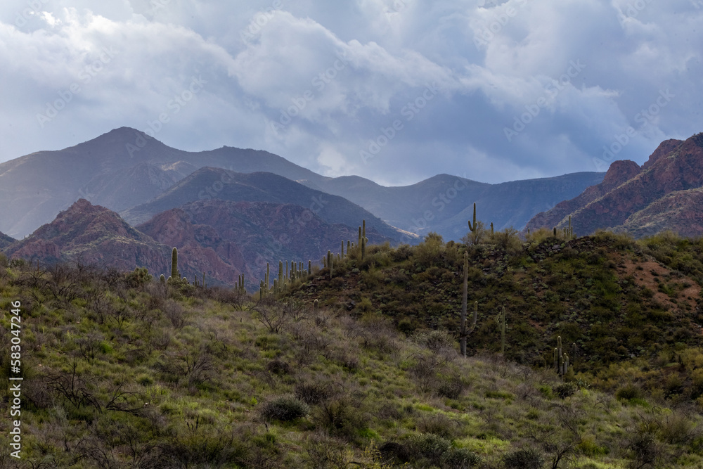 Desert Landscape in Arizona