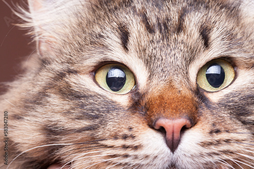 Beautiful cat eyes in close up image in studio photo. Fluffy domestic cat