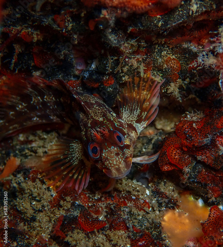 The fish Parablennius gatorugine sorrounded by red bryozoa colonies. 