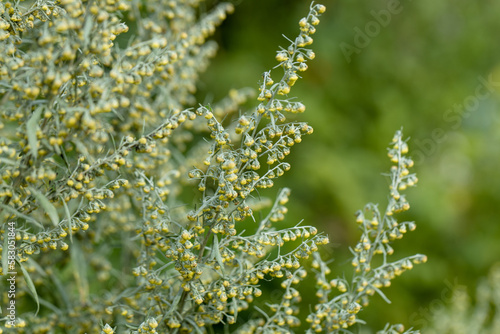 Wormwood Artemisia. Wormwood Leaves And Flowers.Wormwood Artemisia absinthium in garden photo