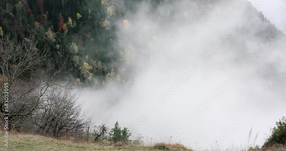 In the forest, white fog rises up, close-up In the forest, white fog rises up, close-up