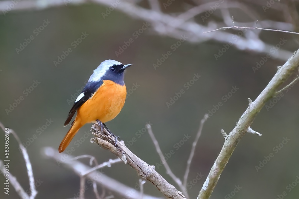 Daurian Redstart (Phoenicurus auroreus) standing on a winter tree branch Daurian Redstart (Phoenicurus auroreus) standing on a winter tree branch