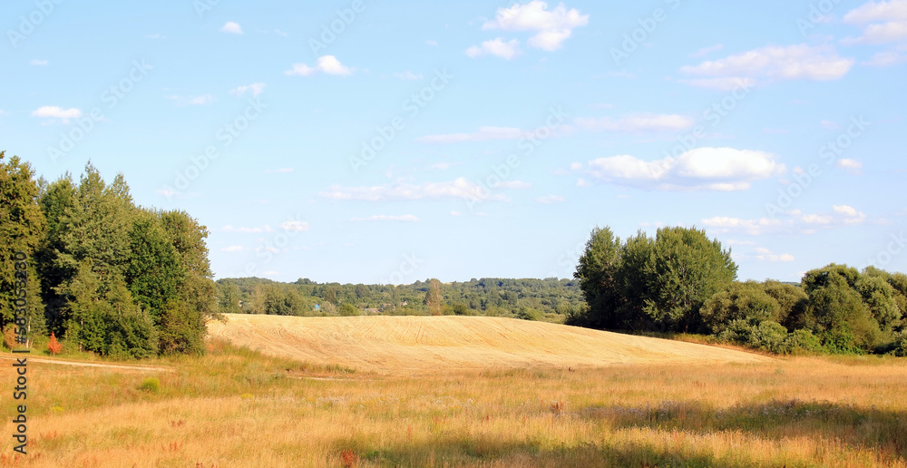 field on a summer day